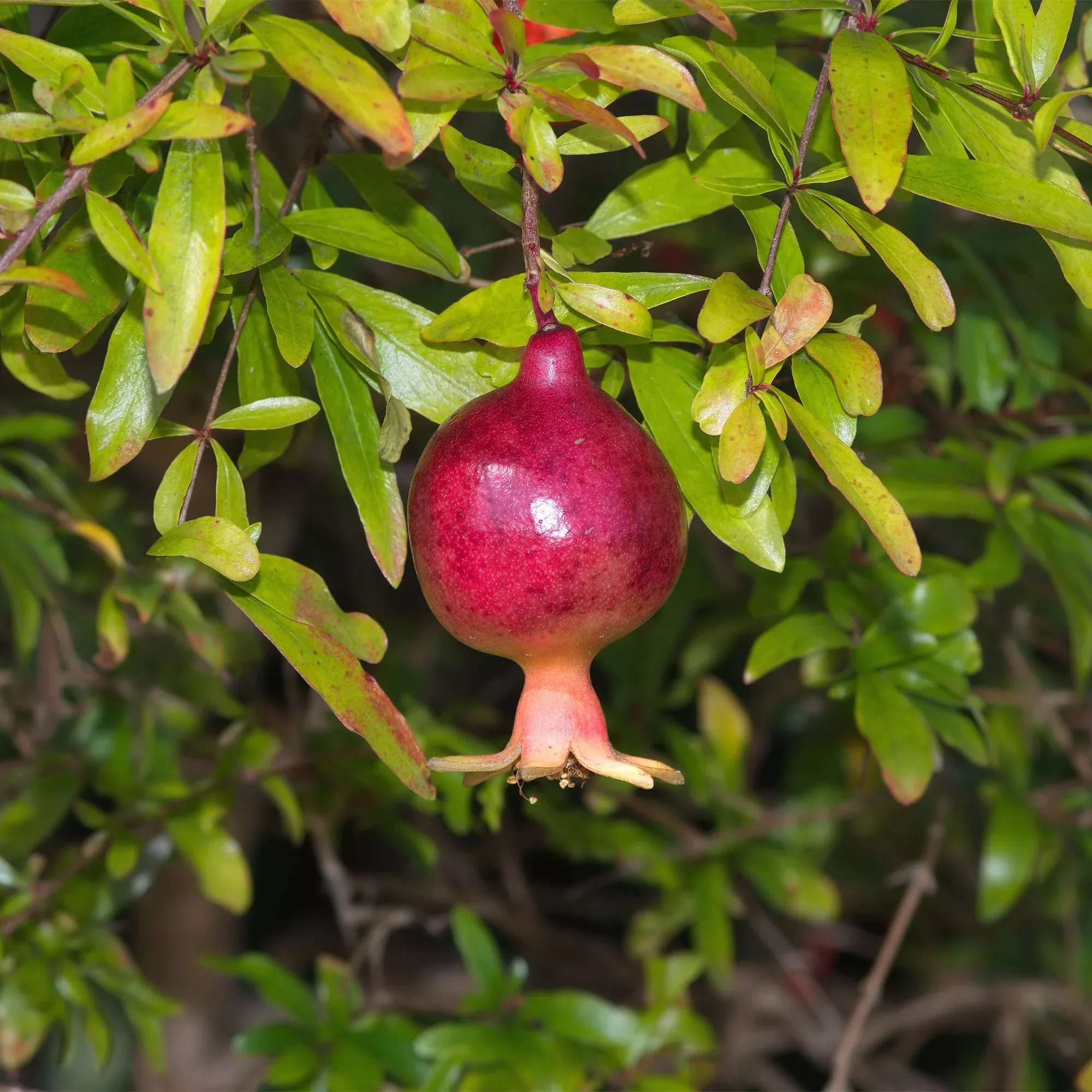 Dwarf Pomegranate Tree