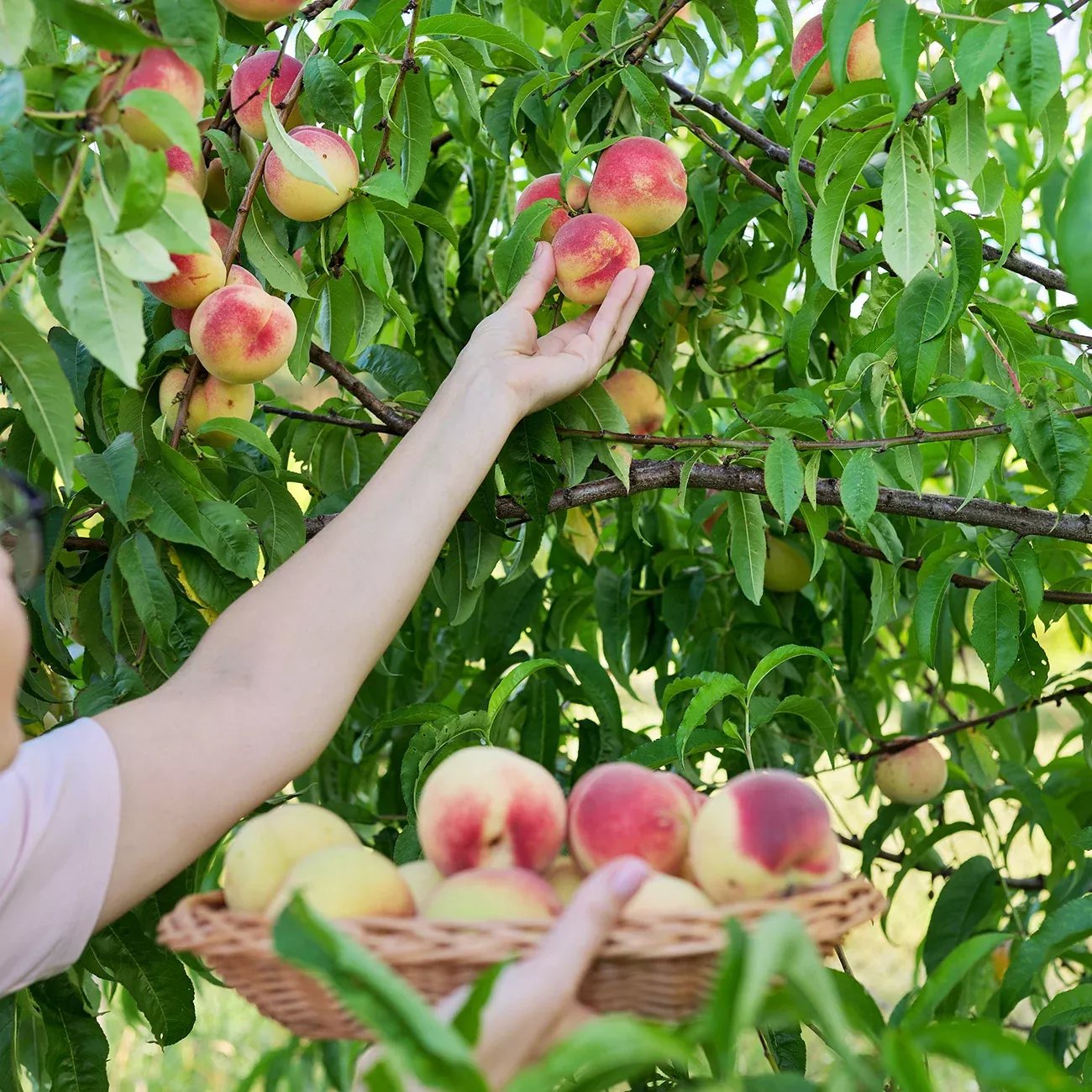 Early Elberta Peach Tree