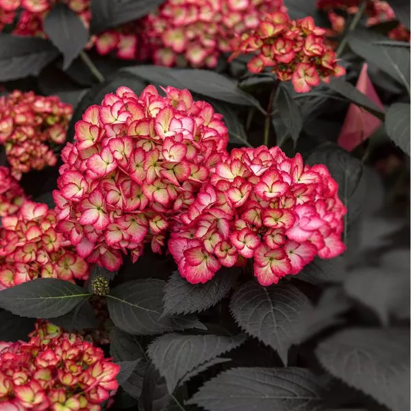 Eclipse Bigleaf Hydrangea