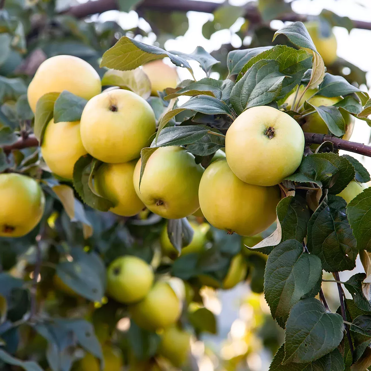 Ein Shemer Apple Tree