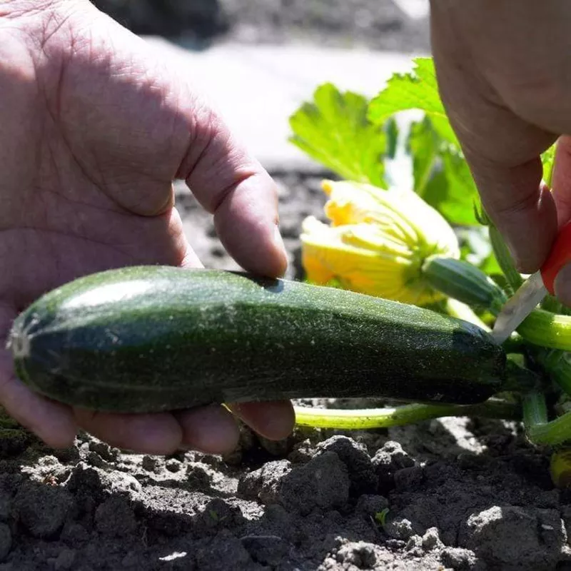‘El Greco’ Courgette Plants|Garden-Ready Plant in an 8.5cm Pot|3 Garden-Ready Plants in 8.5cm Pots