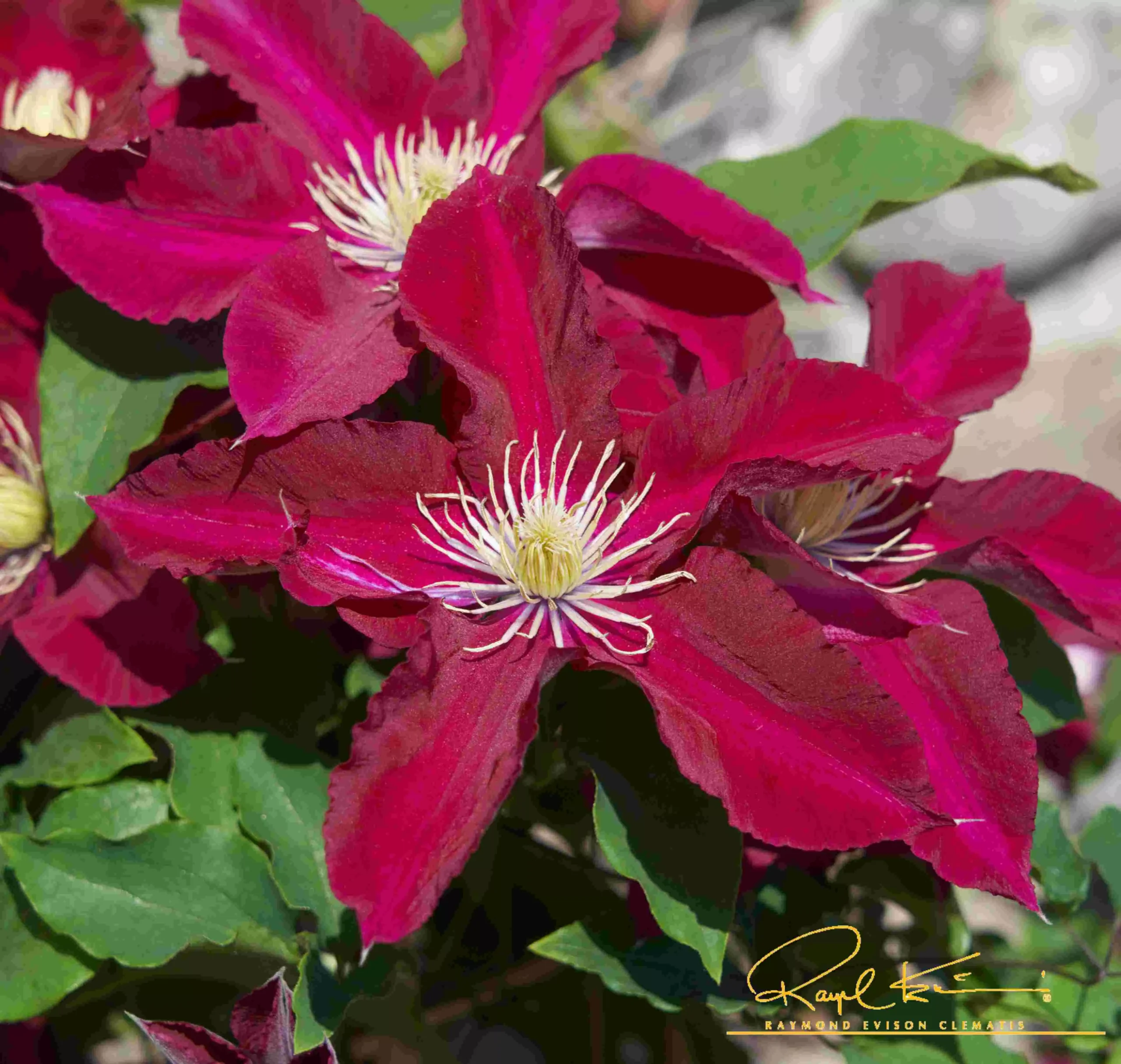 Elpis™ Clematis