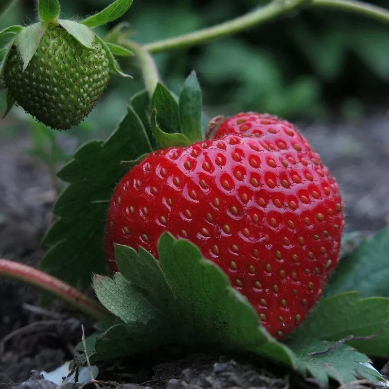 ‘Elsanta’ Strawberry Plants|3 Premium Plants in 9cm Pots|9 Premium Plants in 9cm Pots|6 Premium Plants in 9cm Pots|5 Bare Root Plants|10 Bare Root Plants