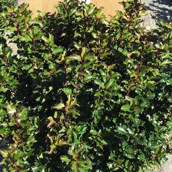 Emerald Magic Meserve Holly