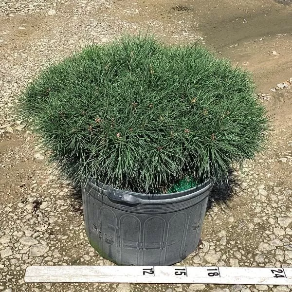 Enci Mugo Pine