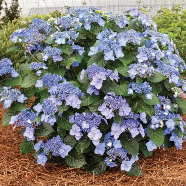 Endless Summer Pop Star Hydrangea