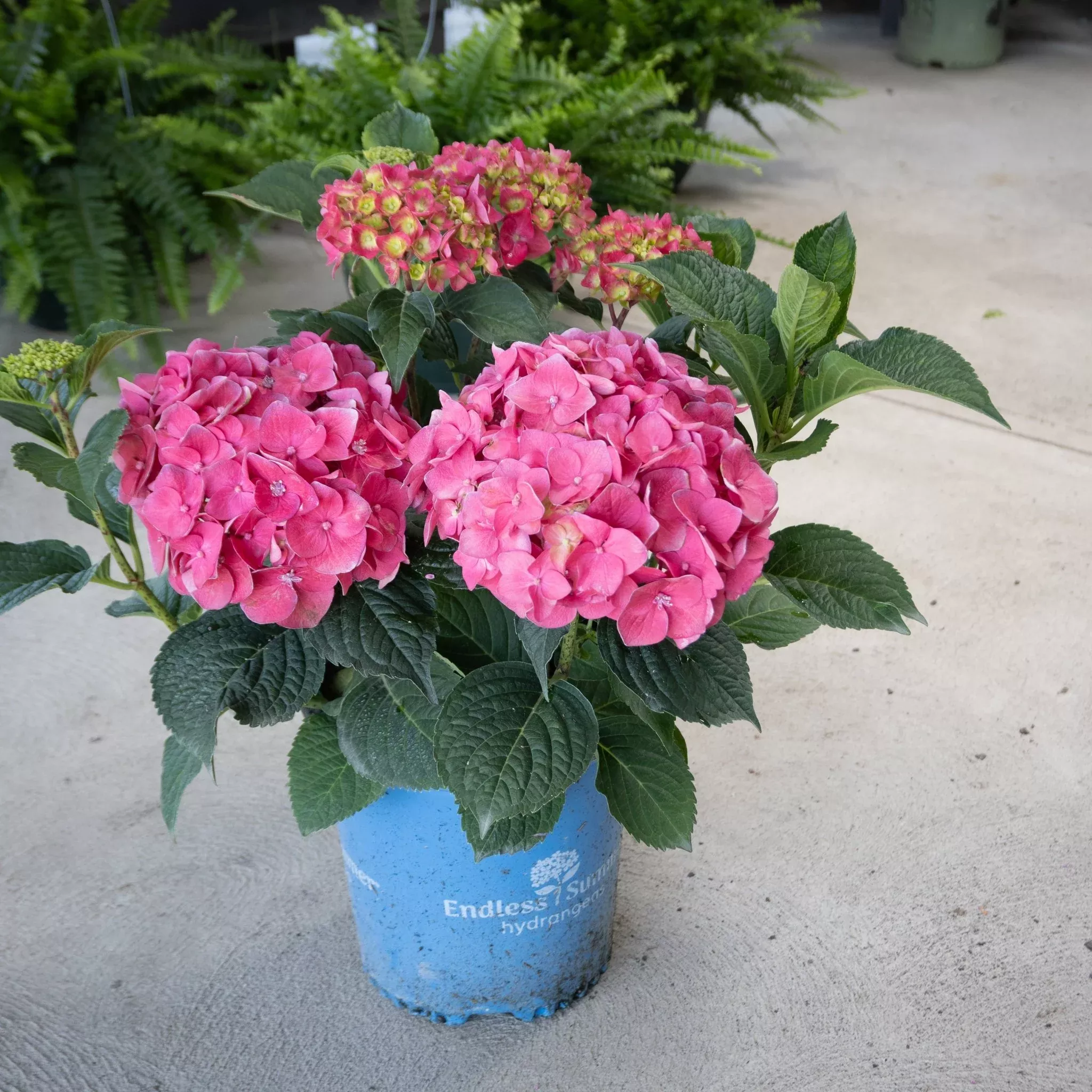 Endless Summer Summer Crush Bigleaf Hydrangea