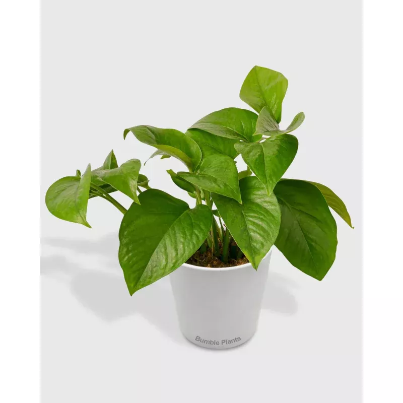 Epipremnum aureum 'Green Queen' (Pothos)