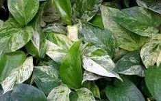Epipremnum aureum 'Snow Queen/Ice Princess' (Snow Queen Pothos)
