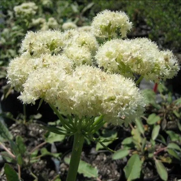 Eriogonum compositum (Arrowleaf Buckwheat)