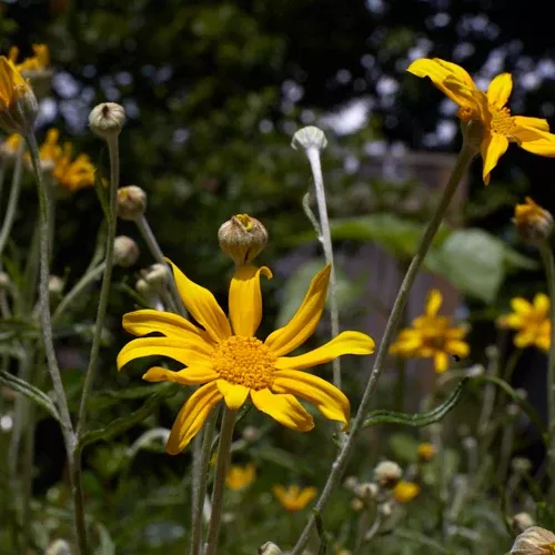 Eriophyllum lanatum (Oregon Sunshine) Seed Packet WW