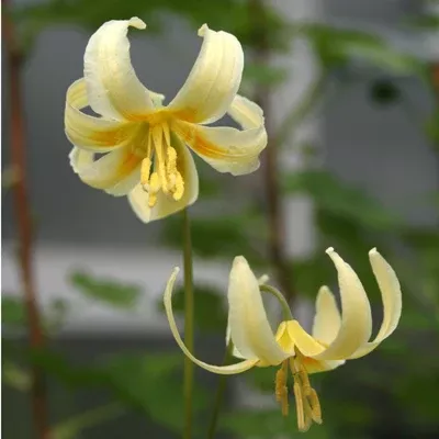 Erythronium oregonum (Oregon Fawn Lily) Seed Packet WW