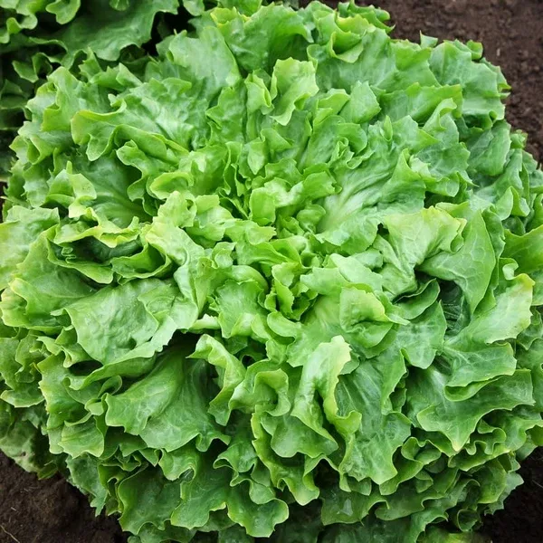 Escarole 'Diva' (Cichorium endivia) - Seed AS