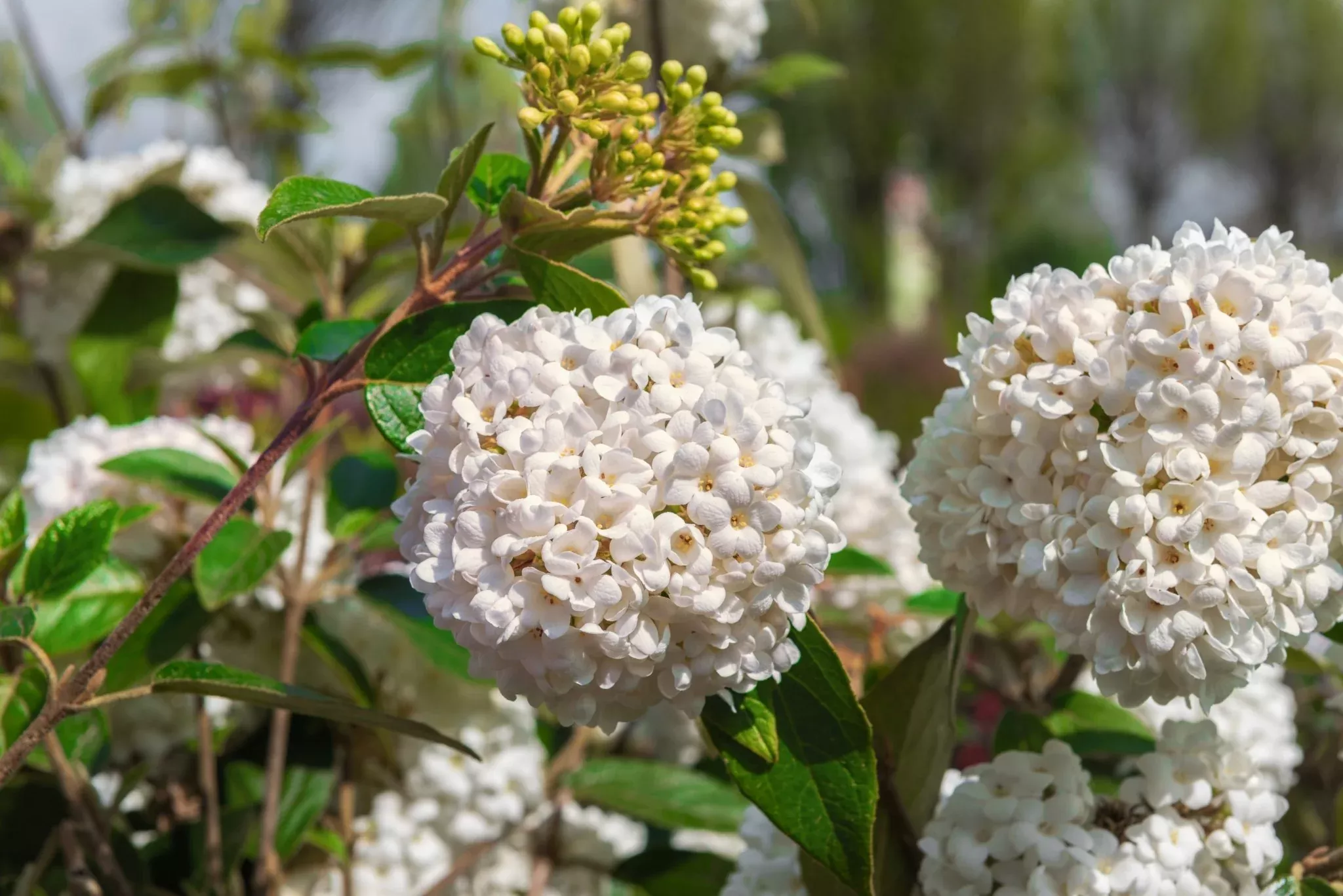 Eskimo Viburnum