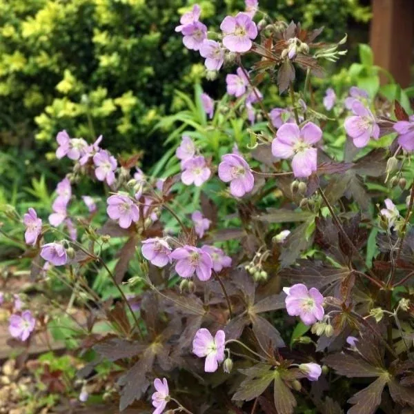 Espresso Cranesbill Geranium