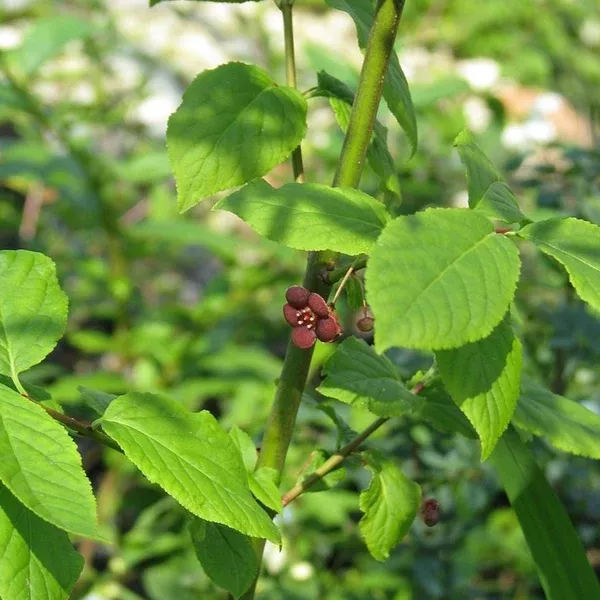 Euonymus occidentalis (Western Burning Bush)