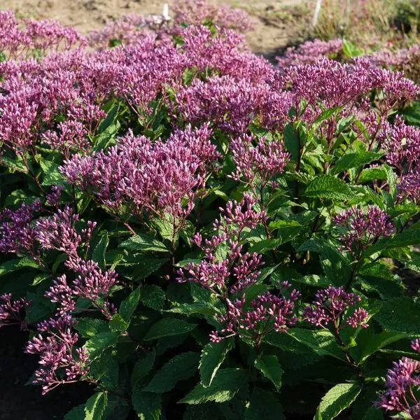 Euphoria™ Ruby Joe - Pye Weed