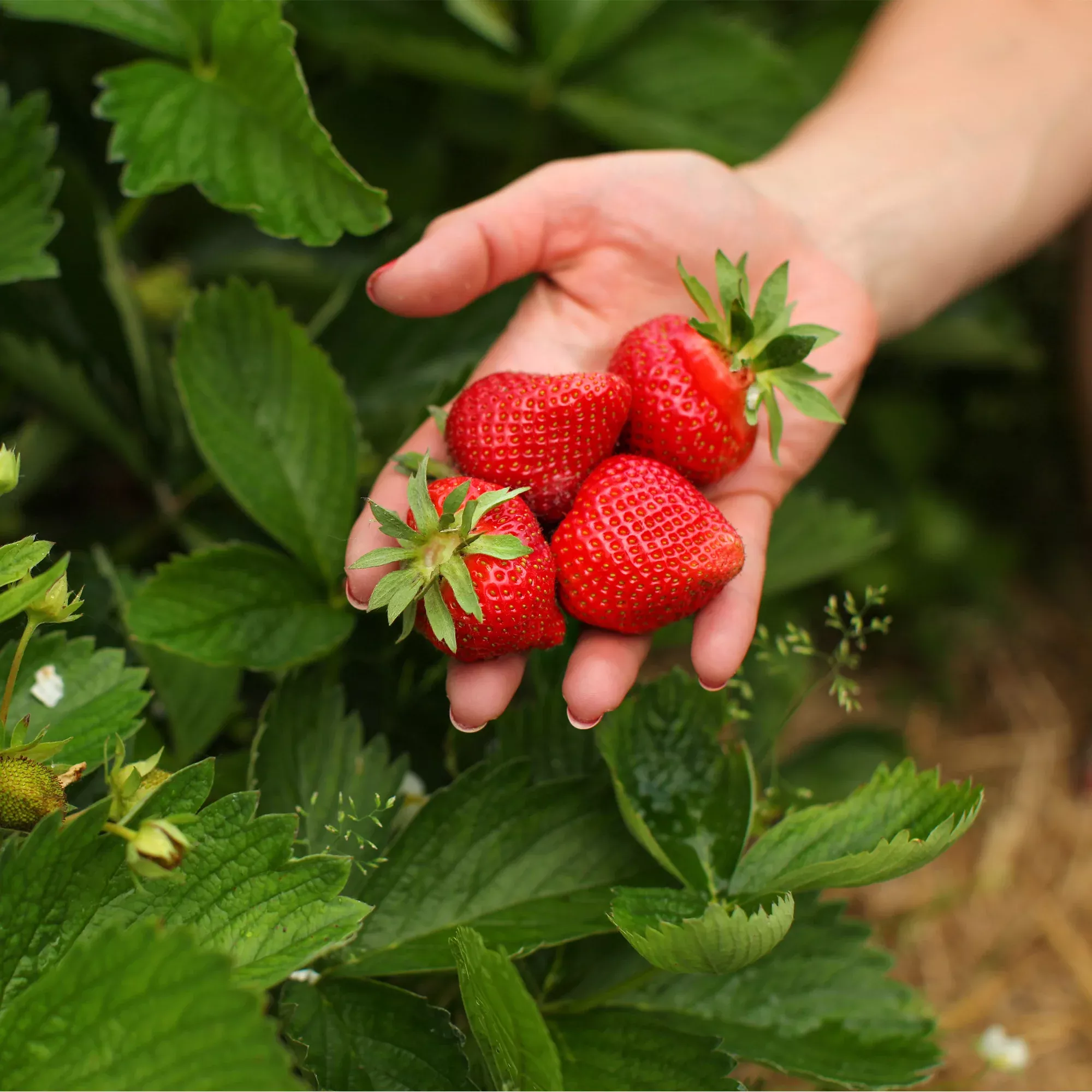 Everbearing Albion Strawberry Plant