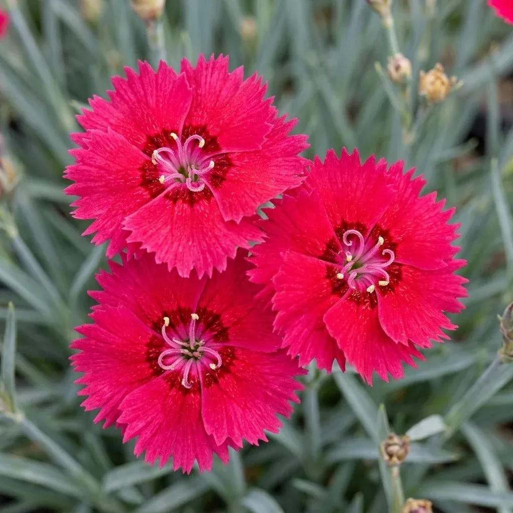 EverBloom™ Red Delicious Dianthus