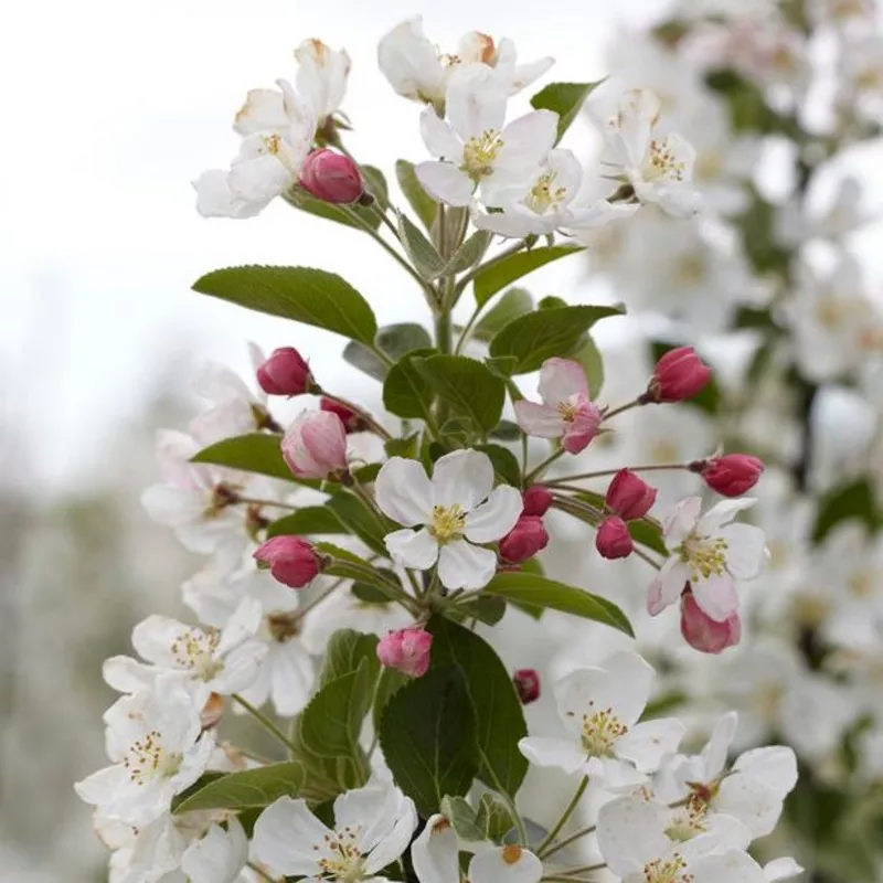 ‘Evereste’ Crabapple Tree|2 Year Old Tree in a 9L Pot|Half-Standard Air-PotGrownTree – 6/8cm Girth Trunk|Standard Air-PotGrownTree – 8/10cm Girth Trunk|Standard Bare Root Tree – 8/10cm Girth Trunk|Half-Standard Bare Root Tree – 6/8cm Girth Tru