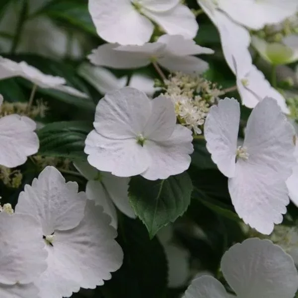 Fairytrail Bride Cascade Hydrangea