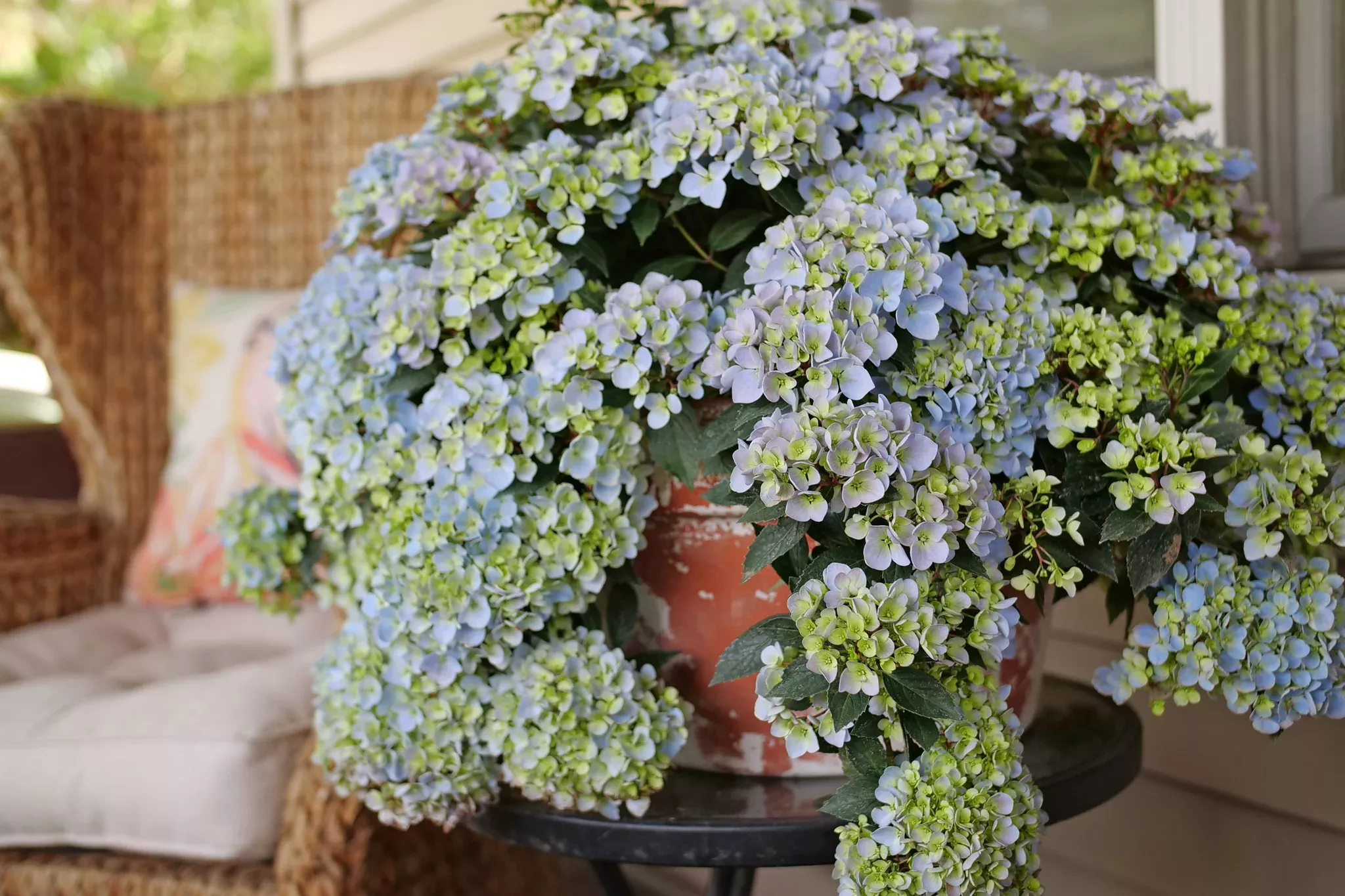 Fairytrail Fresco Cascade Hydrangea