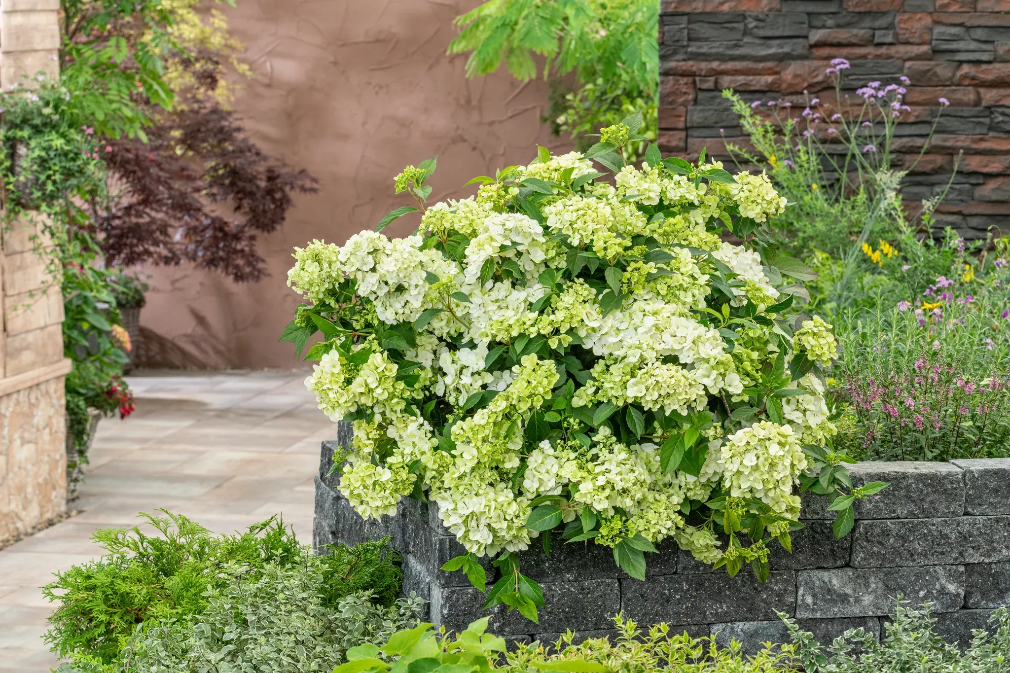 Fairytrail Green Cascade Hydrangea