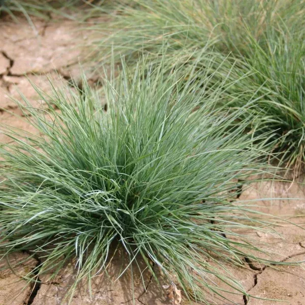 Festuca roemeri (Roemer's Fescue) Seed Packet WW