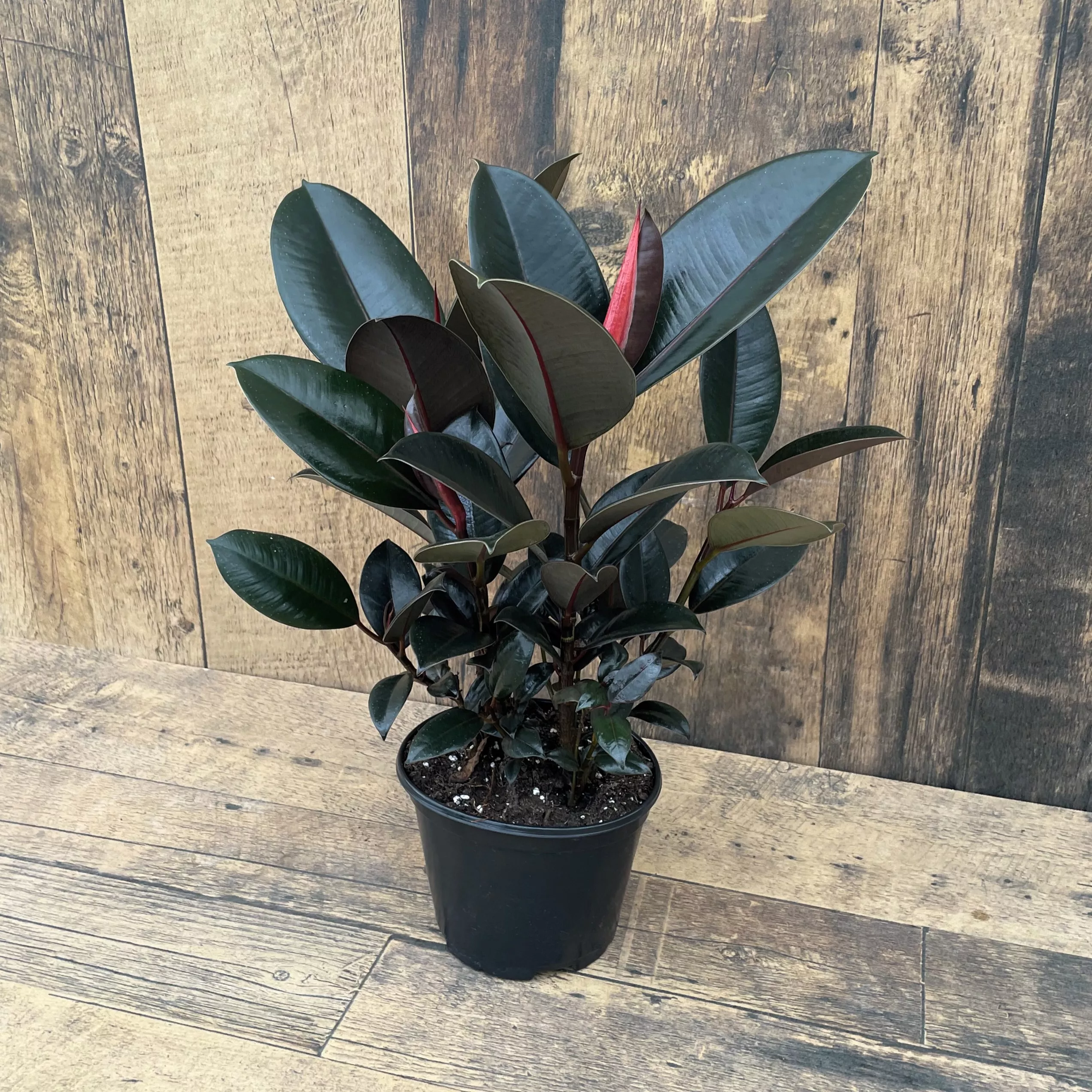 Ficus elastica (Rubber Plant) – assorted (6″ pot)