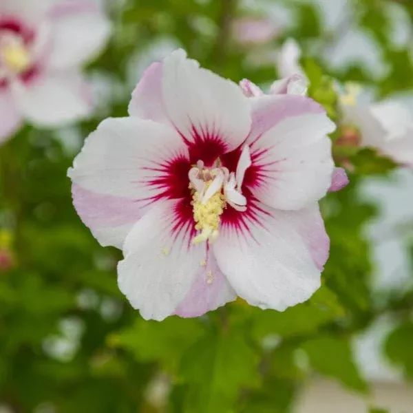 Fiji™ Rose of Sharon
