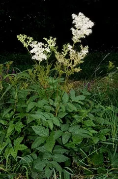Filipendula ulmaria (Meadowsweet) - Seed MG