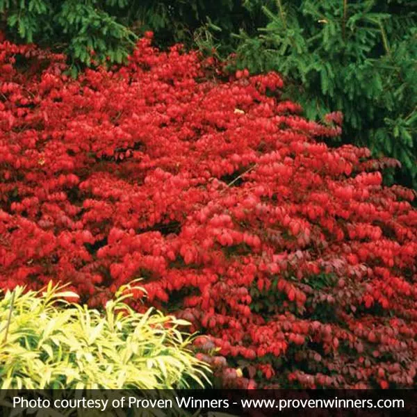 Fire Ball Burning Bush