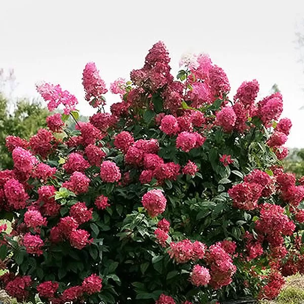 Fire Light Panicle Hydrangea