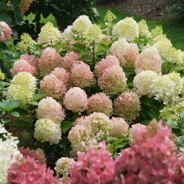 Fire Light Tidbit Panicle Hydrangea