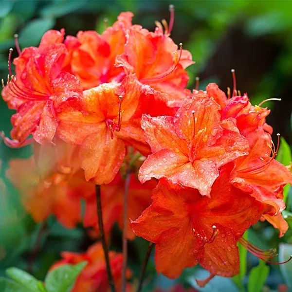 Fireball Exbury Azalea