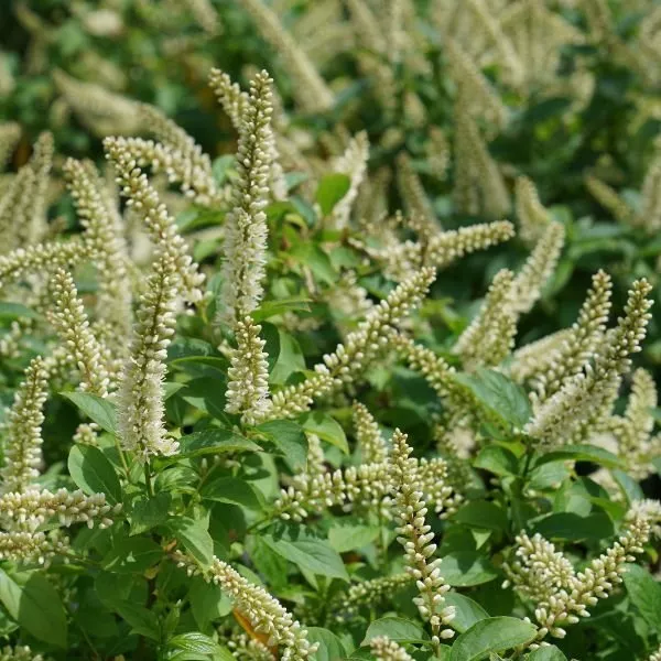 Fizzy Mizzy Sweetspire Bush