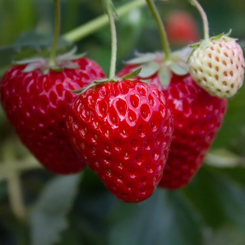 ‘Flamenco’ Strawberry Plants|3 Premium Plants in 9cm Pots|Plant in a 9cm Pot|6 Premium Plants in 9cm Pots|9 Premium Plants in 9cm Pots|5 Bare Root Plants|10 Bare Root Plants