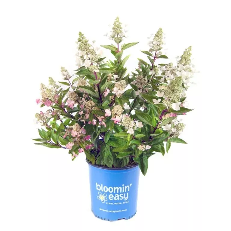 FLARE™ Panicle Hydrangea