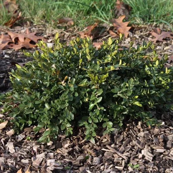 Flat - tery™ Boxwood