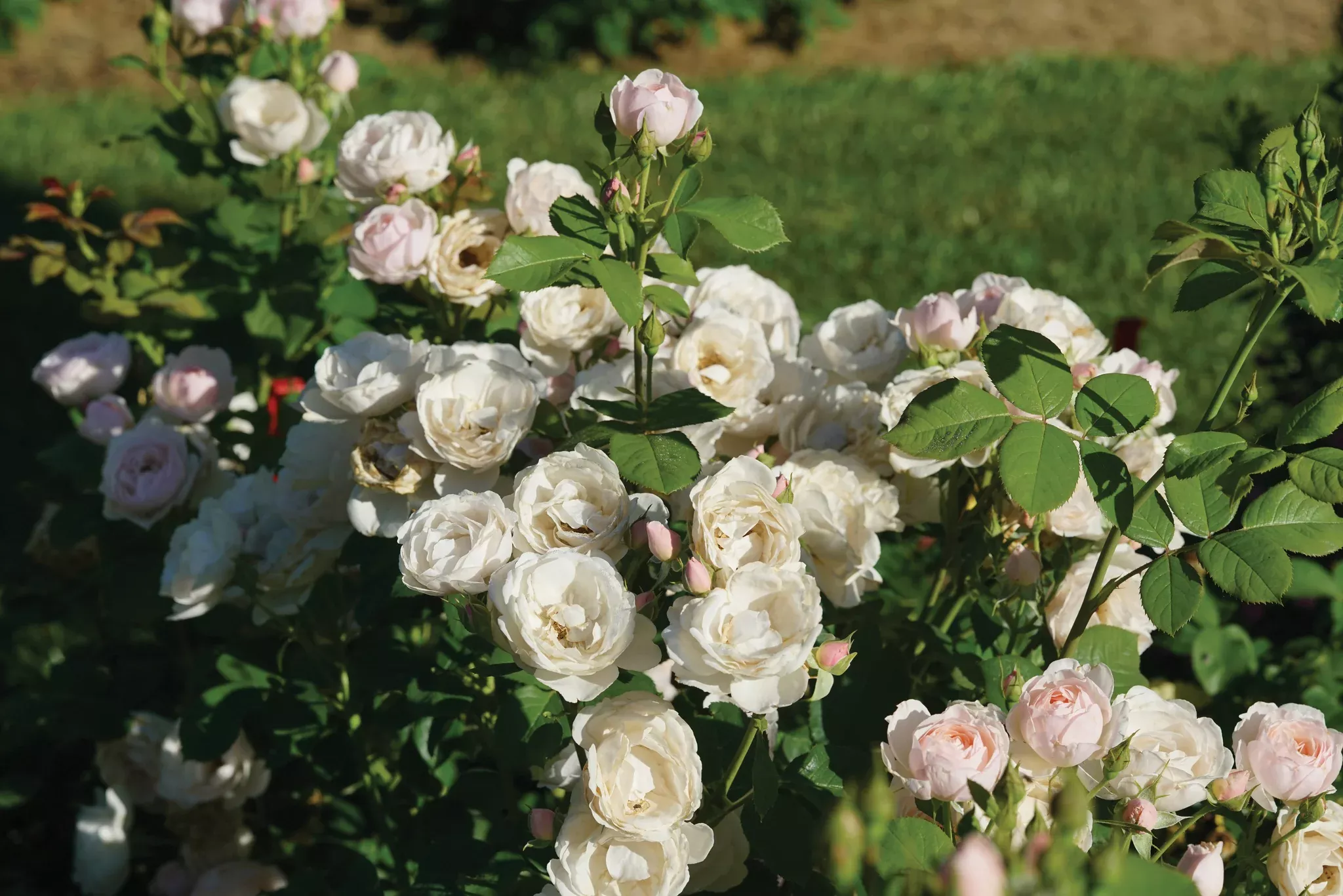 Flavorette Pear'd Rose