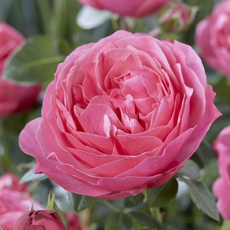 ‘Flora Colonia’ Shrub Rose|Plant in a 4.5L Pot|3 Plants in 4.5L Pots