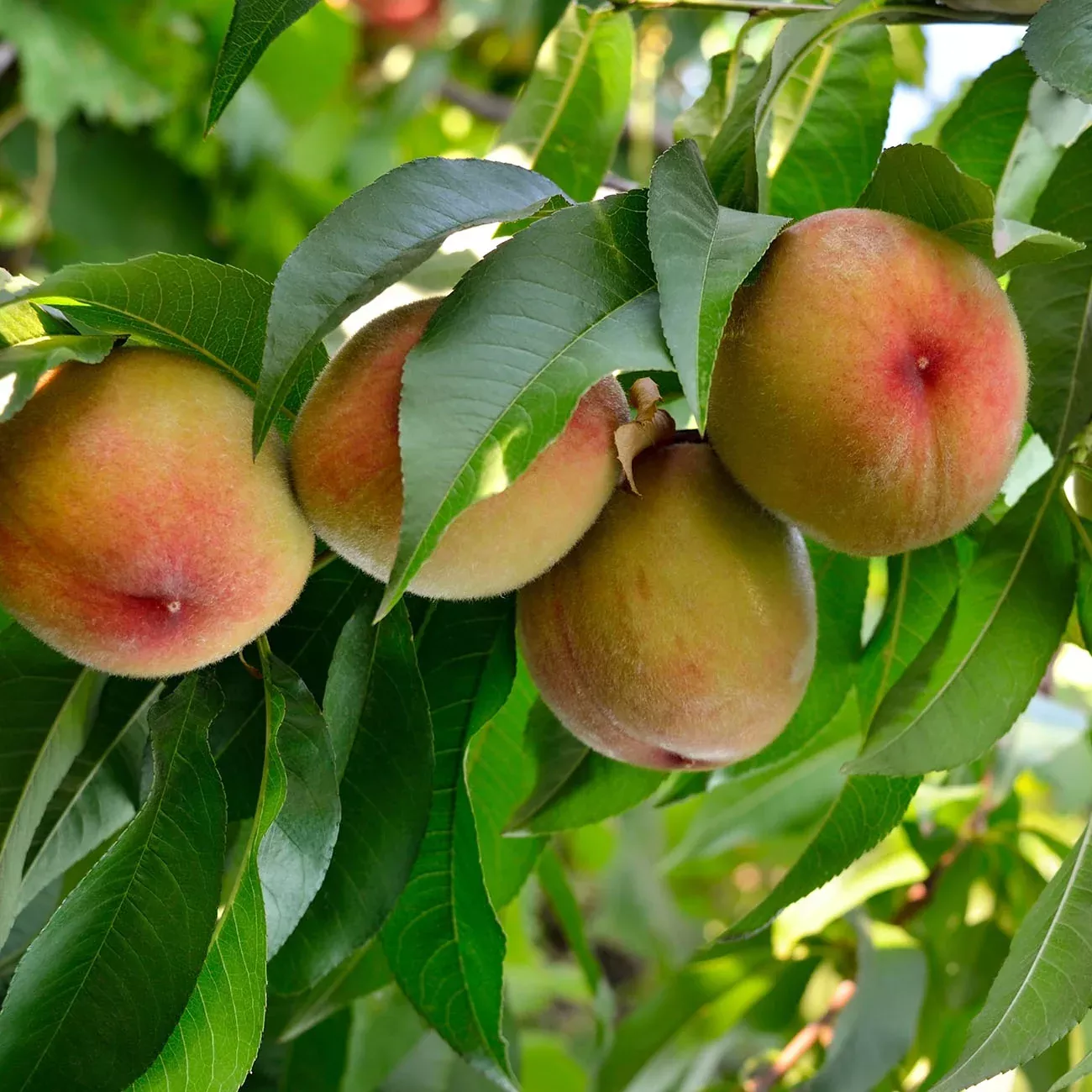 Flordacrest Peach Tree