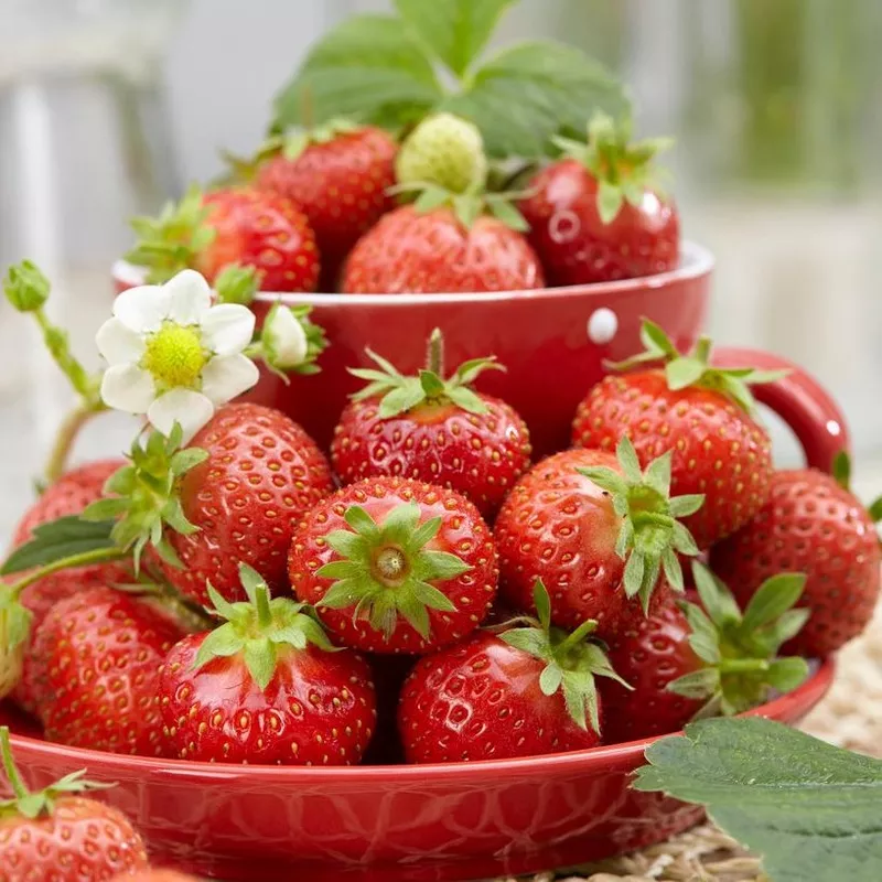 ‘Florence’ Strawberry Plants|3 Premium Plants in 9cm Pots|6 Premium Plants in 9cm Pots|9 Premium Plants in 9cm Pots|5 Bare Root Plants|10 Bare Root Plants