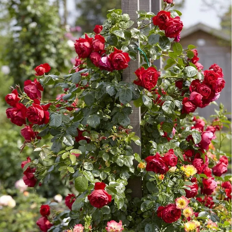 ‘Florentina’ Climbing Rose|Plant in a 5.5L Pot|3 Plants in 5.5L Pots