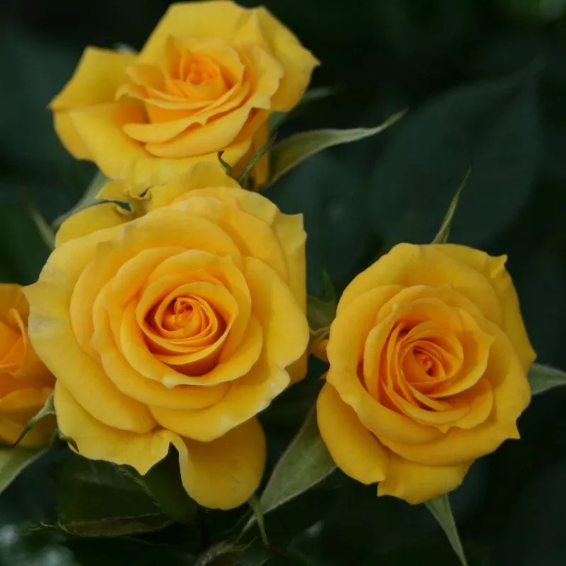 ‘Flower Power Gold’ Patio Shrub Rose
