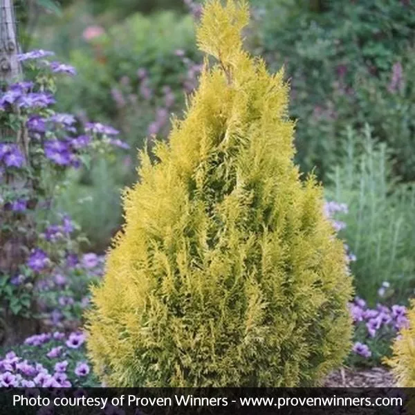 Fluffy Western Arborvitae