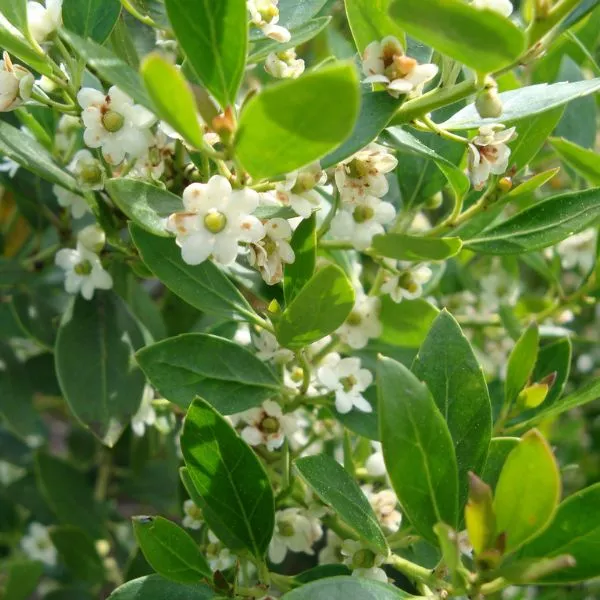 Forever Emerald™ Inkberry