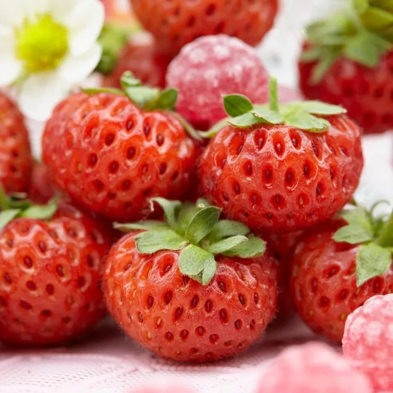 ‘Framberry’ Strawberry Plants|9 Premium Plants in 9cm Pots|6 Premium Plants in 9cm Pots|3 Premium Plants in 9cm Pots|5 Bare Root Plants|10 Bare Root Plants