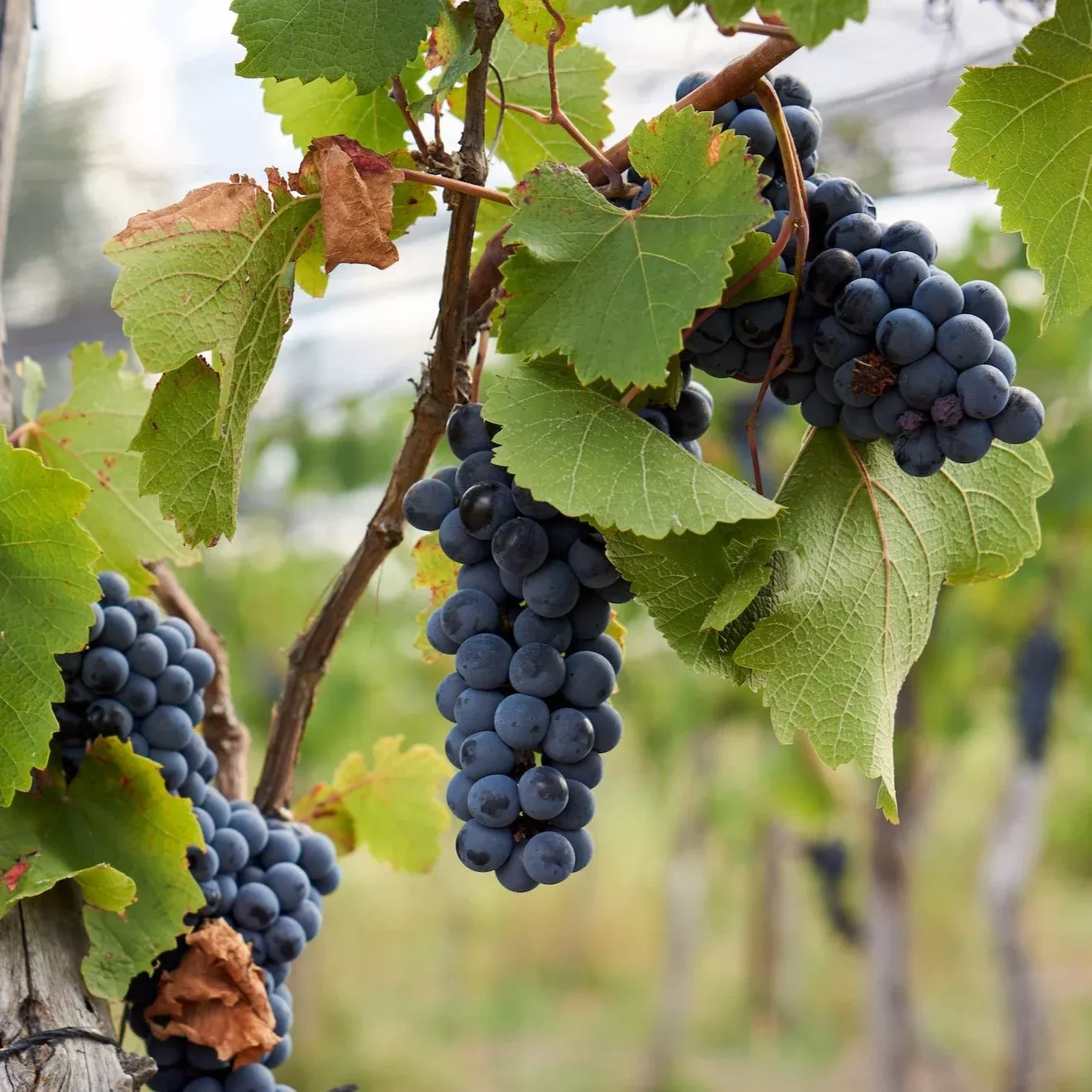 Fredonia Grape Vine