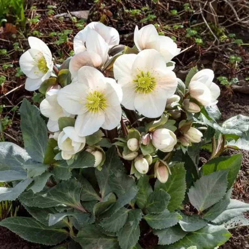 ‘Frosty’ Snow Rose | Hellebore Gold Collection